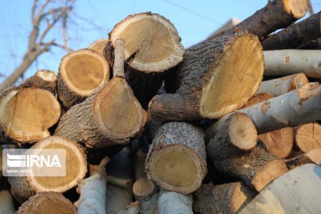 شناسایی عاملان قطع درخت در منطقه حفاظت شده کرایی شوشتر