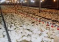 ۲۵ هزار قطعه مرغ در اندیکا به دلیل ابتلا به نیوکاسل معدوم شد