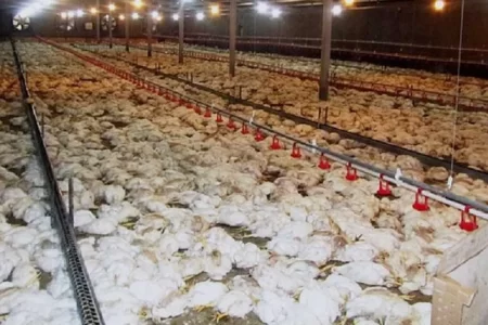 ۲۵ هزار قطعه مرغ در اندیکا به دلیل ابتلا به نیوکاسل معدوم شد
