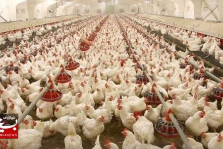 واگذاری اراضی ملی برای اجرای طرح مرغداری گوشتی در مسجدسلیمان